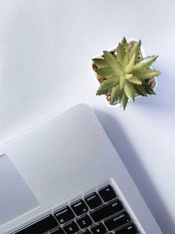 A silver laptop and green succulent on a simple white desk